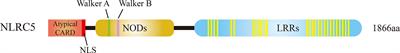 NLRC5: A Potential Target for Central Nervous System Disorders